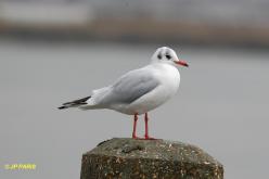 Mouette rieuse